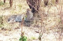 3-days Maasai mara migration safari from Mombasa town