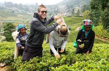 4 Day Tour to Kandy Nuwara Eliya Ella & Udawalawe Safari From Negombo