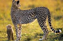 Cape Town South Africa, 2 Days Overnight Safari Tour Game Reserve 