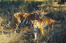 Kaziranga Indian Big Five Wildlife Tour