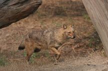 Sariska Tiger Reserve Tour Of India