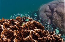 Ningaloo Reef Snorkel and Wildlife Adventure 