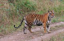 Sariska Tiger Reserve Tour Of India