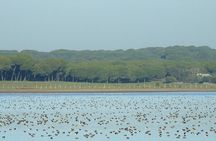 Birding & Photography Day Trip to Doñana from Seville