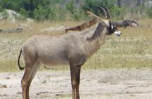 Hwange and Matopo National Park 5 nights Safari Tour