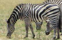 Hwange 2 Nights Bush Camping and Safaris
