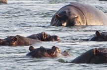 Hwange 2 Nights Bush Camping and Safaris