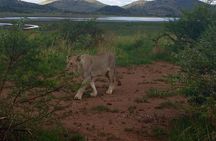 1 Day Safari from Johannesburg 
