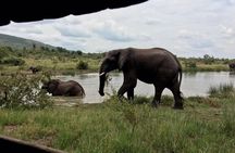 1 Day Safari from Johannesburg 