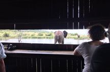 1 Day Safari from Johannesburg 