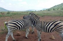 Half Day Safari Tour from Johannesburg