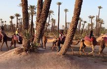 Camel ride in Marrakech palm grove