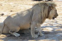 Chobe Safari Overnight Camping Trip