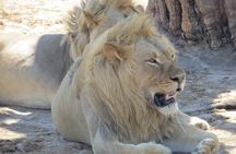 Chobe Safari Overnight Camping Trip