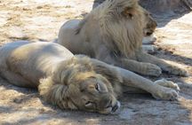 Hwange and Matopo National Park 5 nights Safari Tour