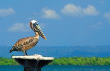Los Haitises Plus Bacardi Island for Samana Cruise Ship Travelers