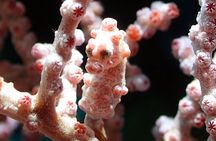 Scuba Diving at Gili Mimpang and Gili Tepekong