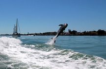 St. Pete Beach Dolphin Racer Adventure