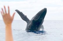 Eye-Level Whale or Dolphin Watching Eco-Raft Tour from Lahaina