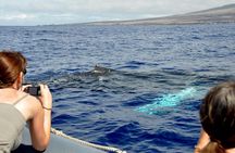 Maui Eco-Raft Tour: Eye-Level Whale or Dolphin Watching - Lahaina