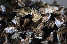 Highlights of Sète, oyster and Wine in Picpoul de Pinet