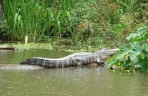 Honey Island Swamp Private Tour with Transport from New Orleans