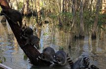 Honey Island Swamp Private Tour with Transport from New Orleans