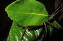 Monteverde Rain Forest Night Walk
