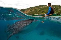 Cebu Whale Shark Interaction, Moalboal Sea Turtles, Sardines Run & Canyoneering
