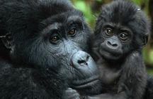 Gorilla Tracking & Batwa Culture Experience