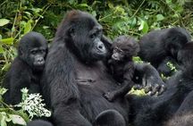 Gorilla Tracking & Batwa Culture Experience