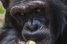 Day tour to Olpejeta Conservancy from Nairobi