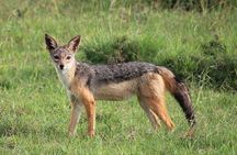 Day tour to Olpejeta Conservancy from Nairobi