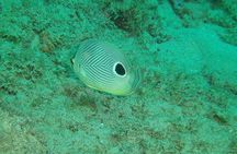 Guided Coral Reef Snorkeling Tour