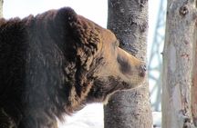 Private Tour: Capilano Suspension Bridge and Grouse Mountain