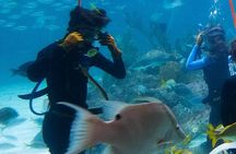 Full-Day Tour of Florida Keys Including Aquarium Encounters from Key West