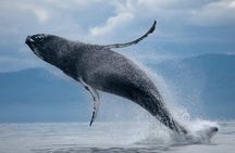 ATV & Whale Watching Full day adventure in Reykjavik