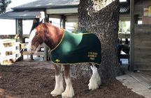 Adelaide: Private Boutique Wine Tasting & Sightseeing Tour