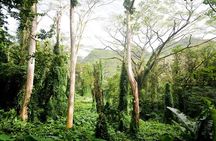 Hawaiian Waterfall Hike