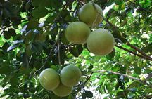 Mekong Delta Tour Including Cai Be Floating Markets from Ho Chi Minh City