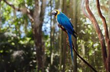 Airport Cataratas IGU Pick-Up & Iguassu Falls Brazilian Side & Bird Park 
