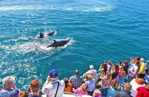 Newport Beach Whale and Dolphin Watching Cruise