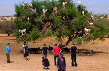 Full-Day Essaouira Excursion from Agadir