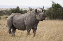 Ol Pejeta, Sweet Waters Chimpanzee Sanctuary and lion tracking safari