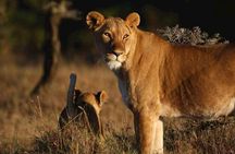 Ol Pejeta, Sweet Waters Chimpanzee Sanctuary and lion tracking safari