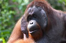  3 Days Deluxe Cabin Houseboat Orangutan Tanjung Puting