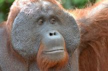 5 Days Truly Orangutan Wildlife Jungle Trail