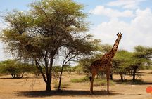 5 days Tanzania Camping Safari