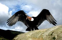 Chonta Canyon Watch Condors Day tour from Cusco