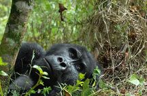 6-Day Uganda Gorilla Adventure (Fly-in)